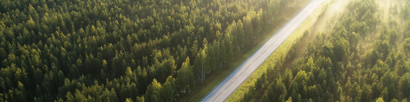 1 road in the middle of a forest