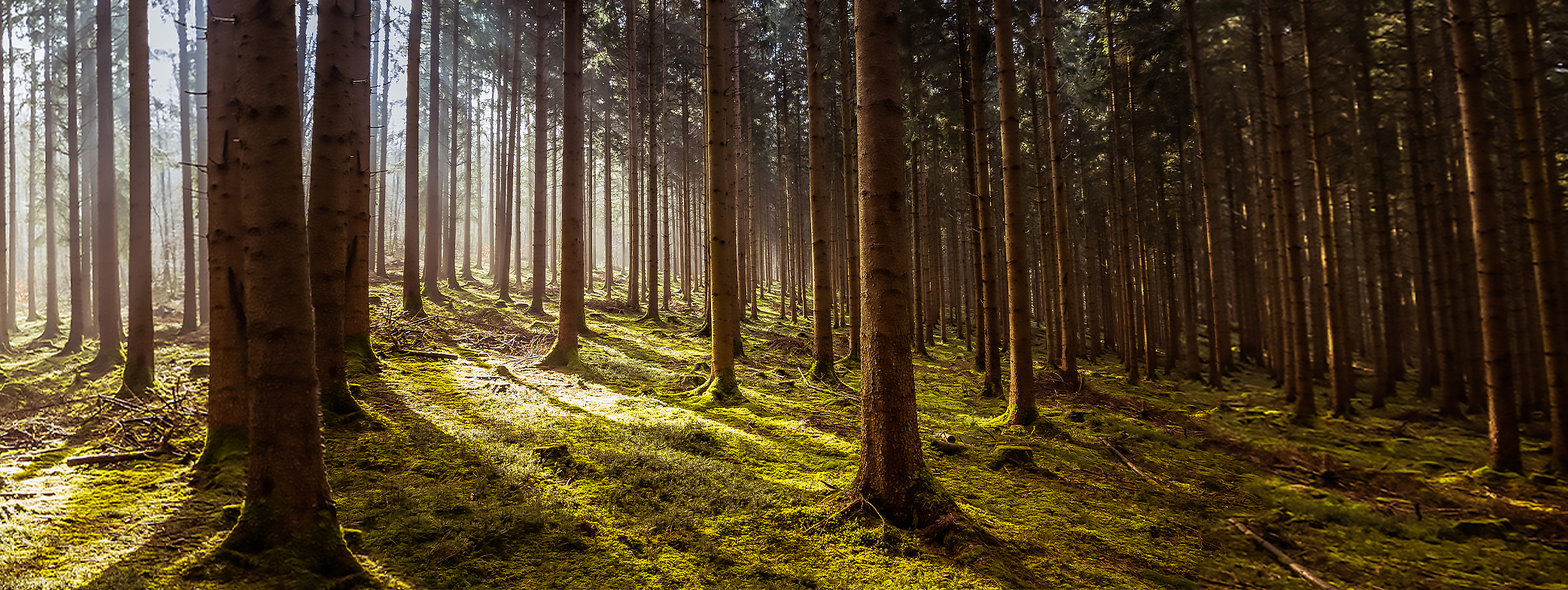 Wagner Forest Management